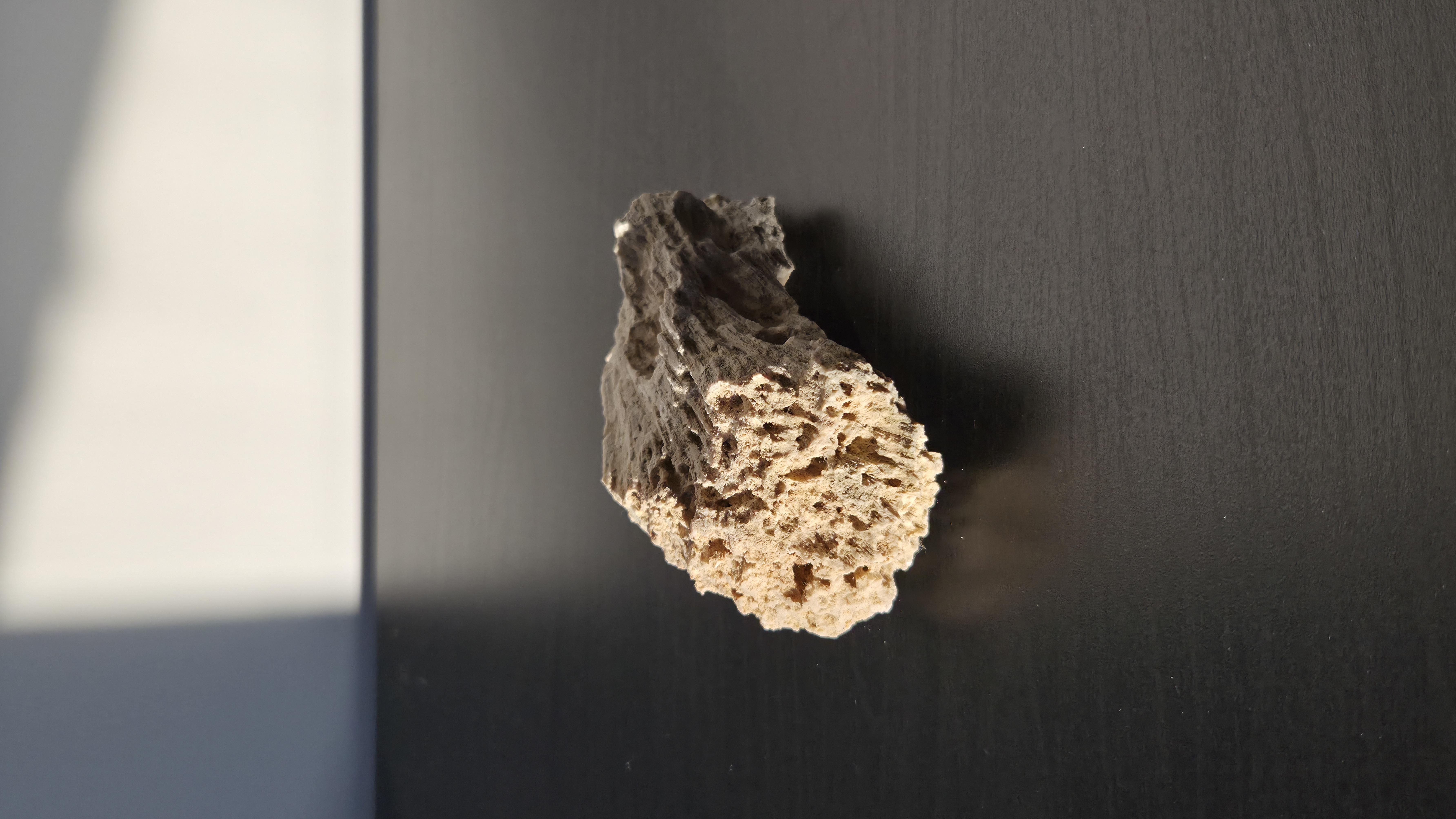 Honeycomb Coral