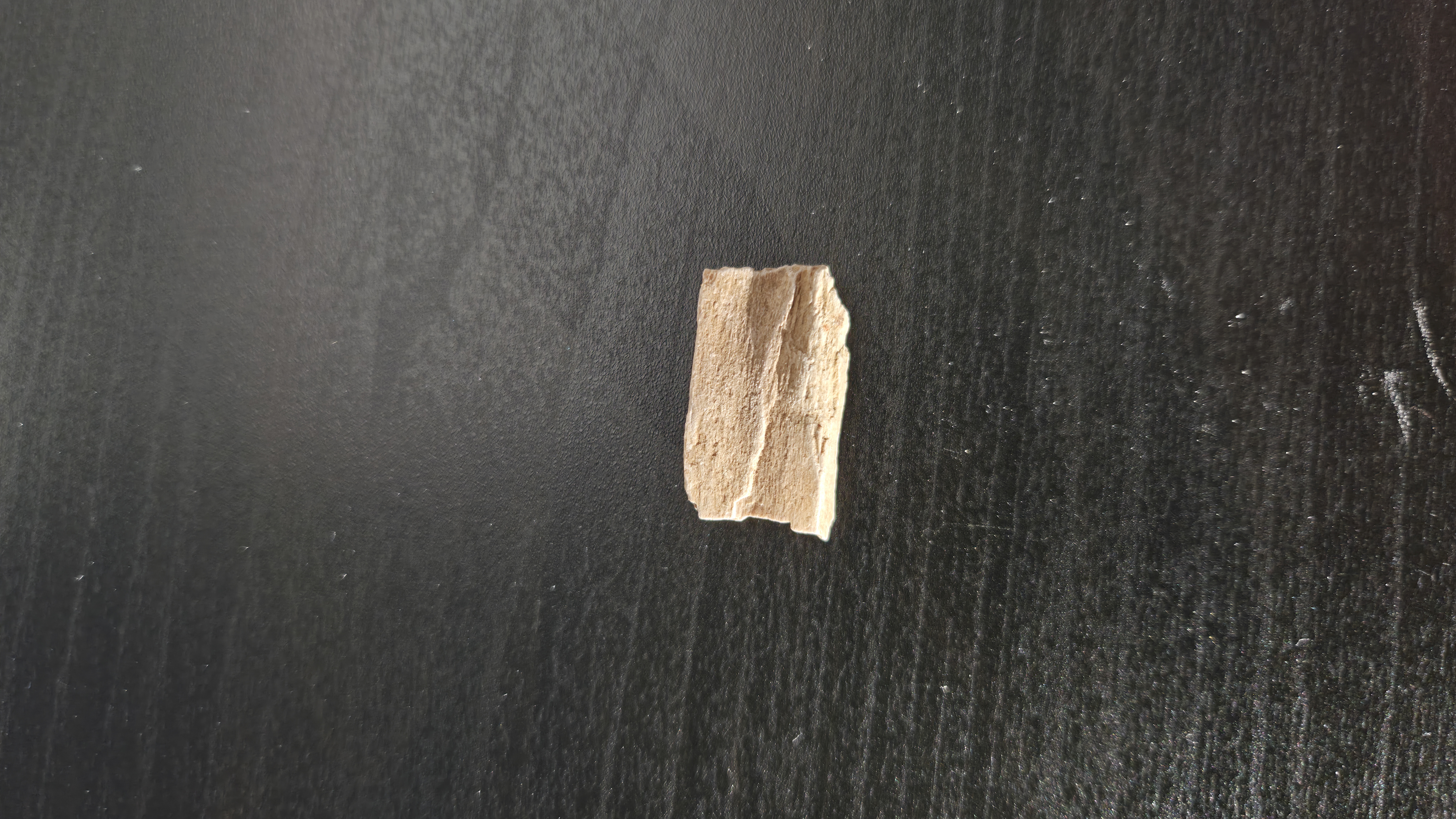 Petrified Wood