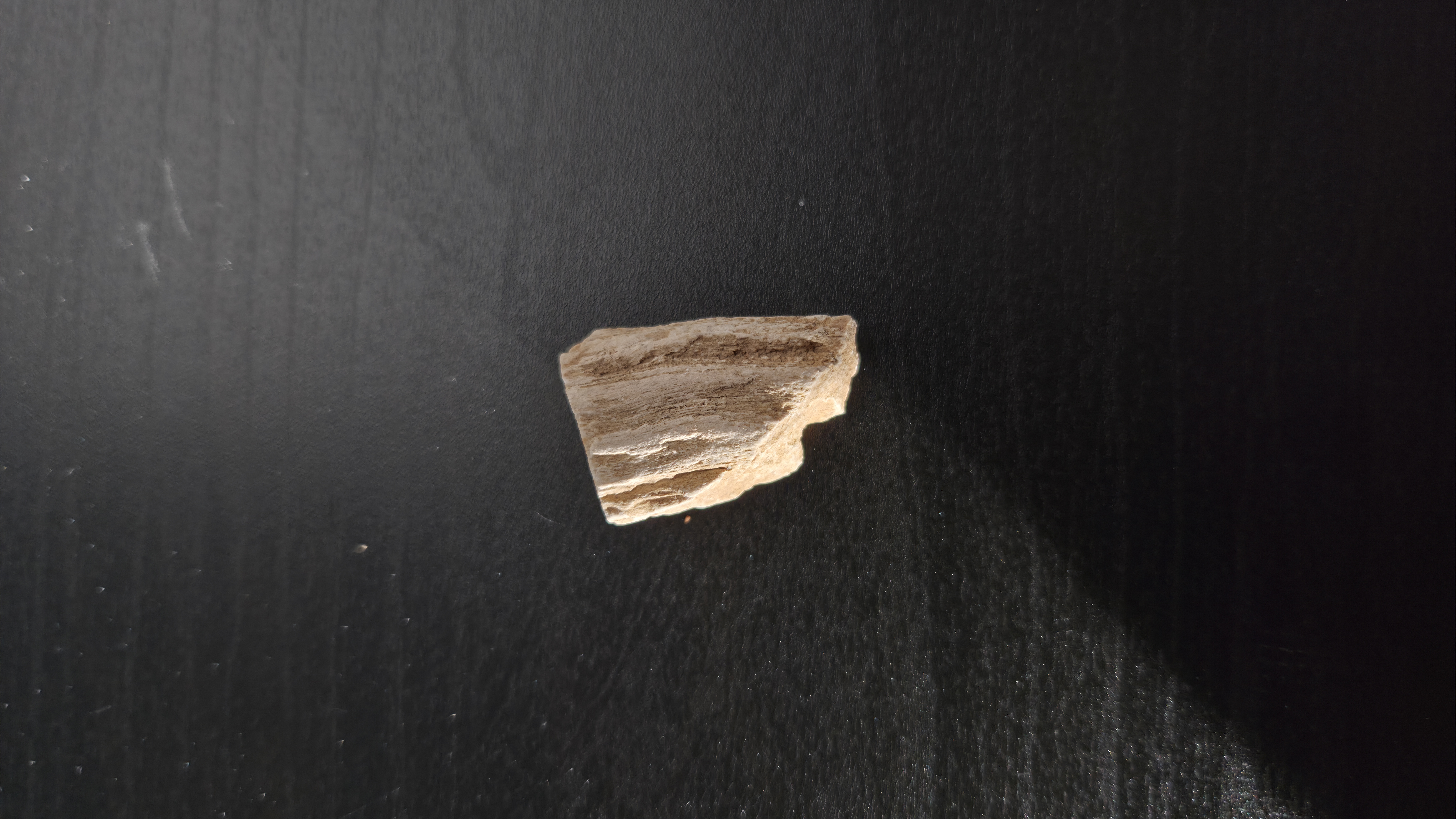 Petrified Wood
