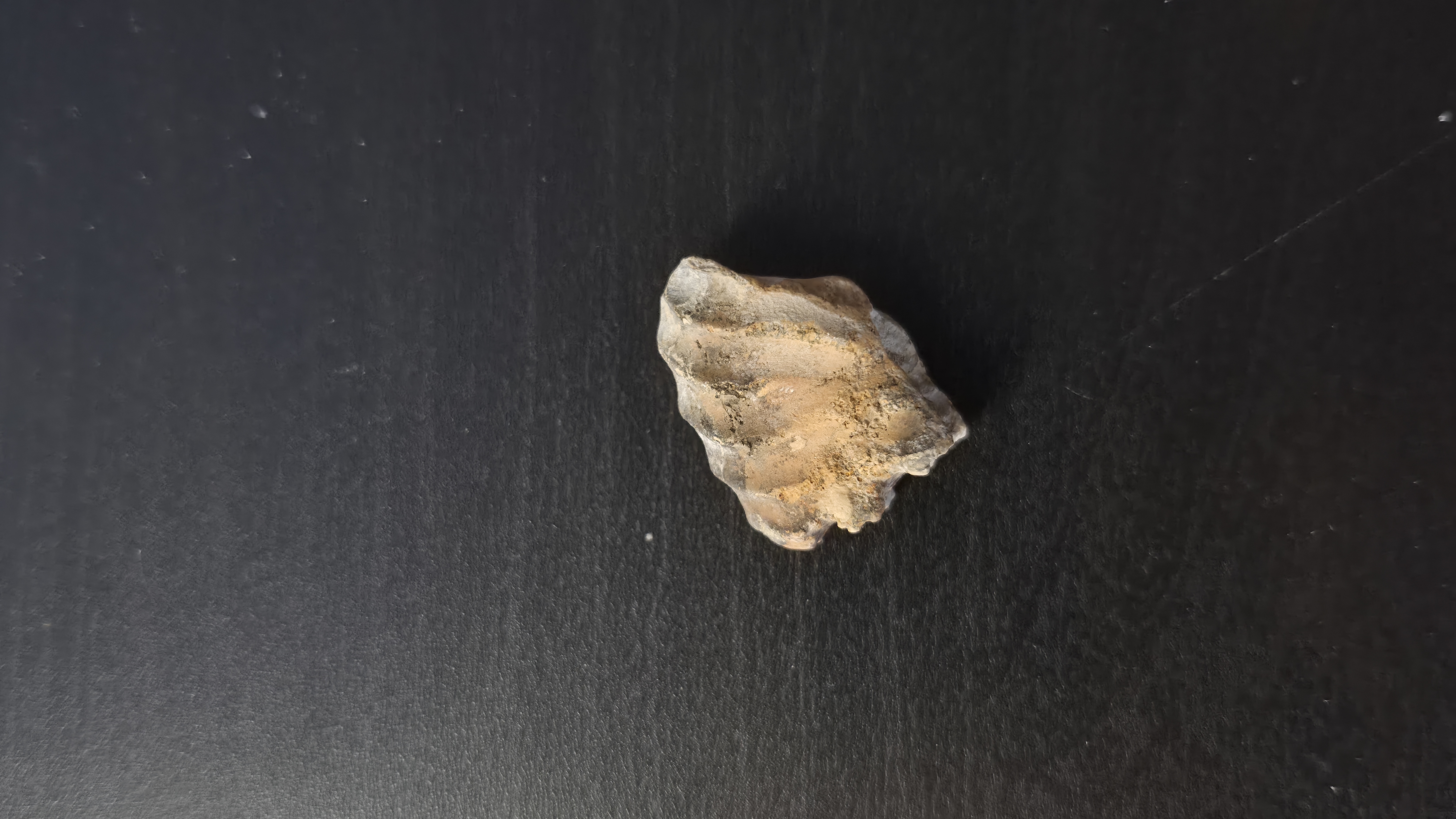 Partial Ammonite
