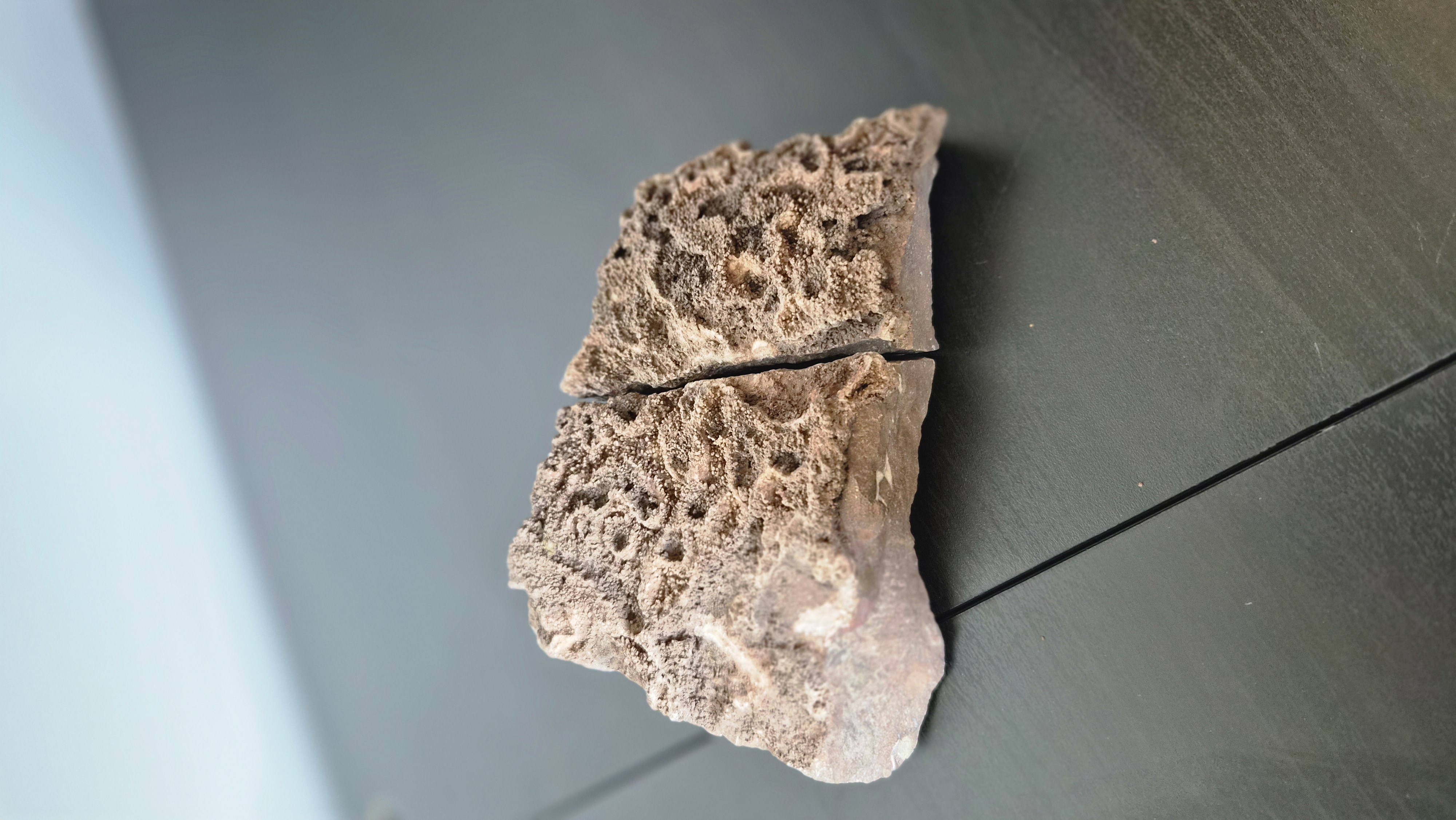 Tabulation Coral Colony