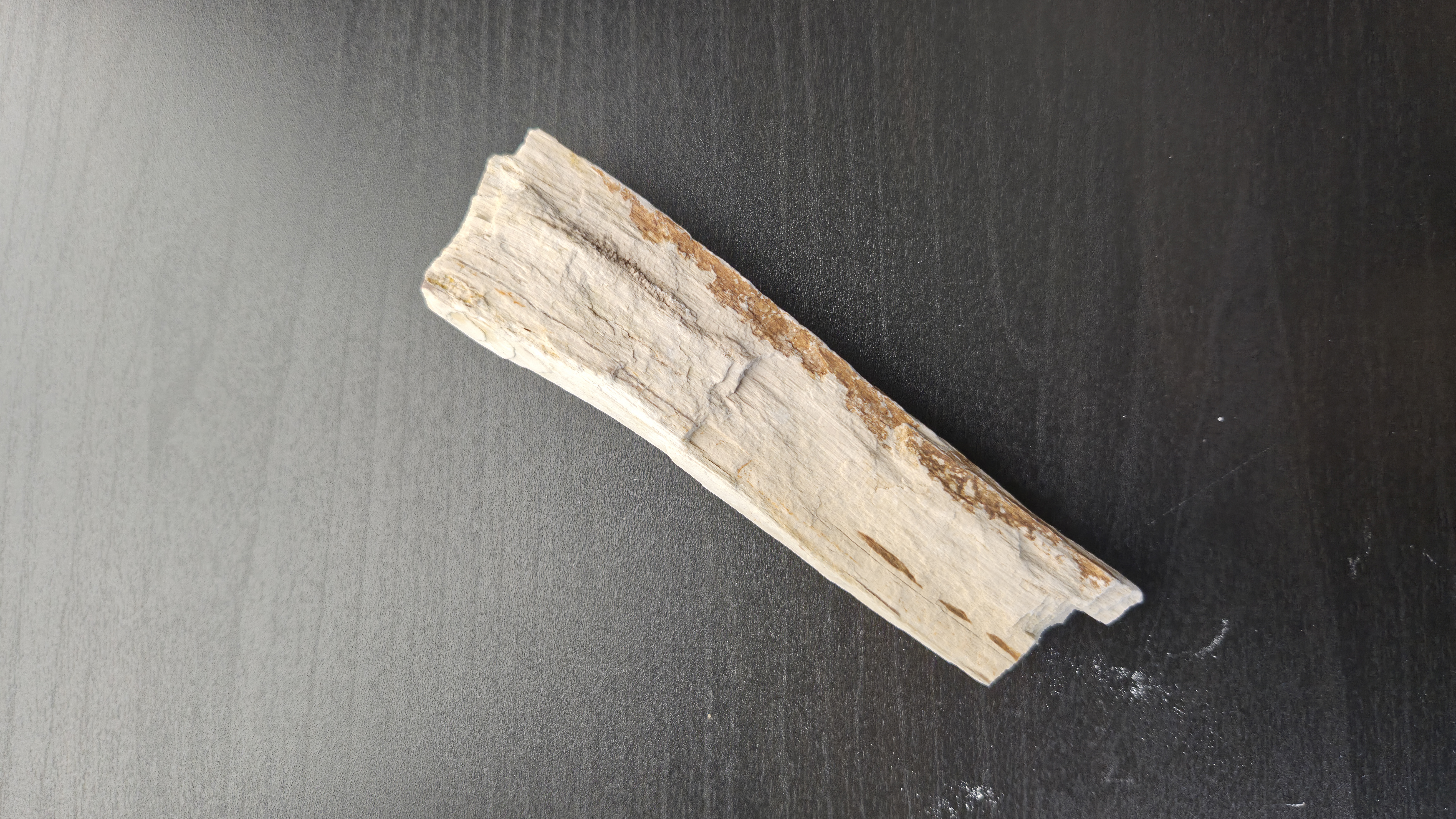 Petrified Wood