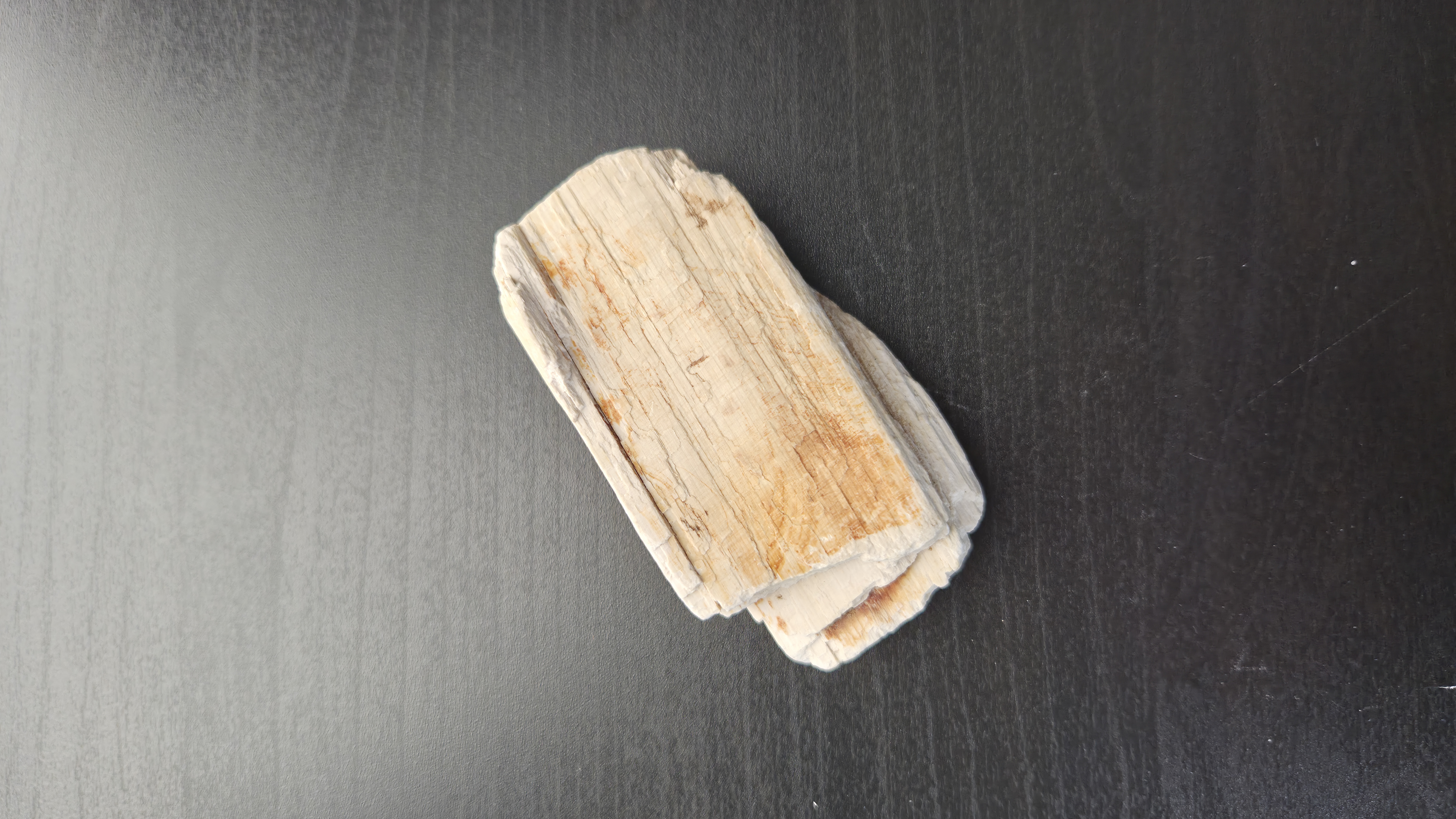 Petrified Wood