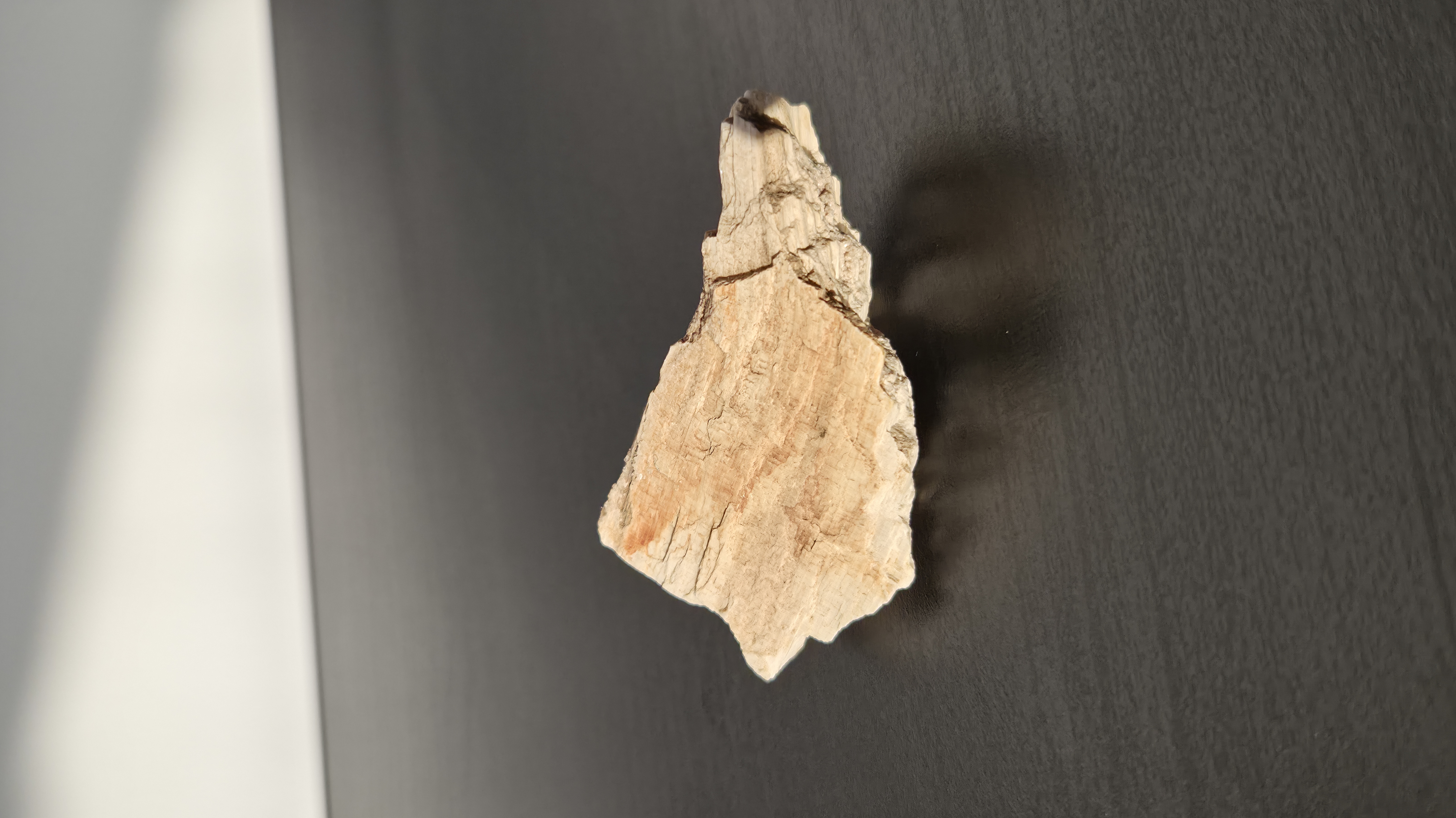 Petrified Wood