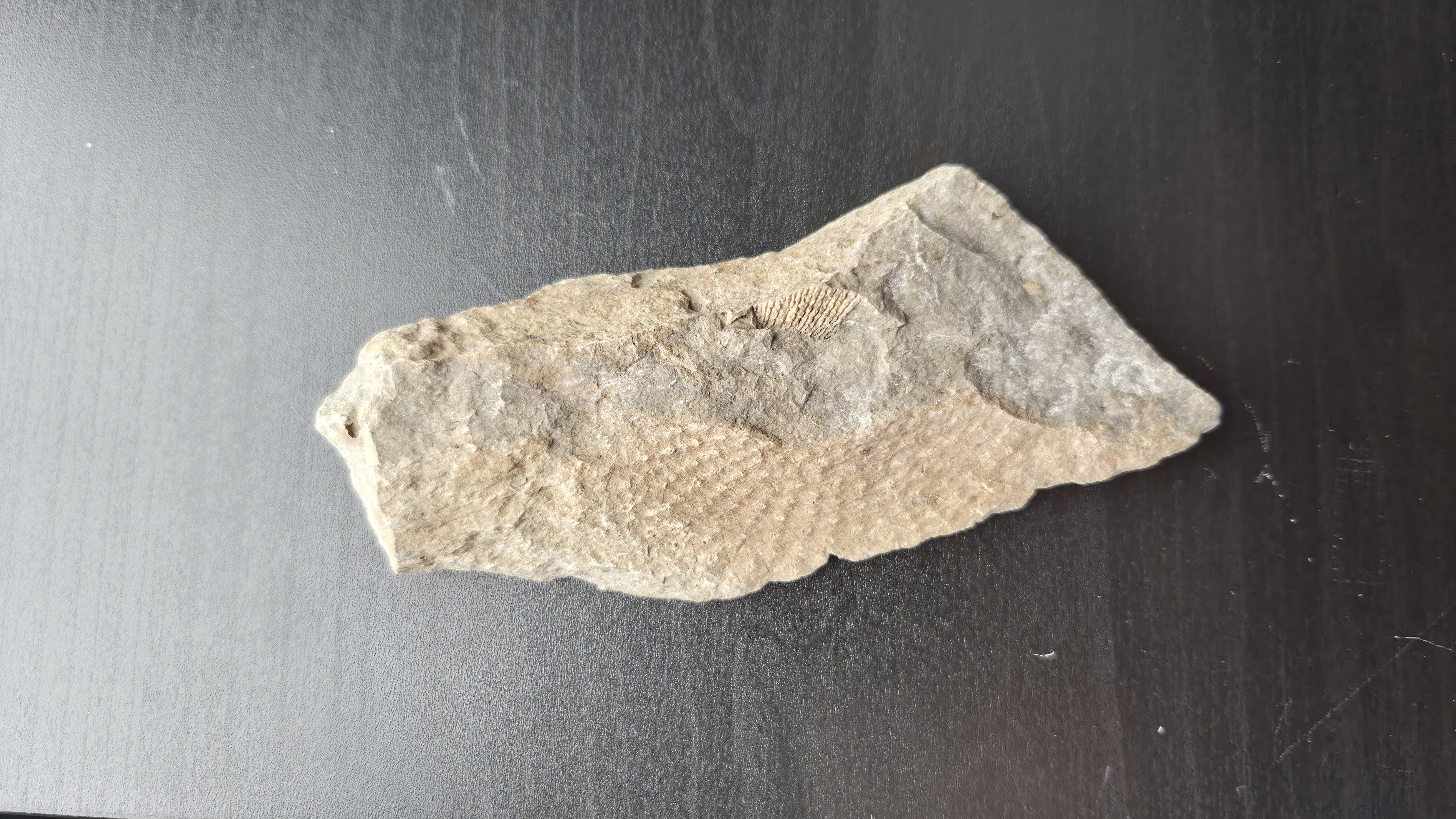 Brachiopod