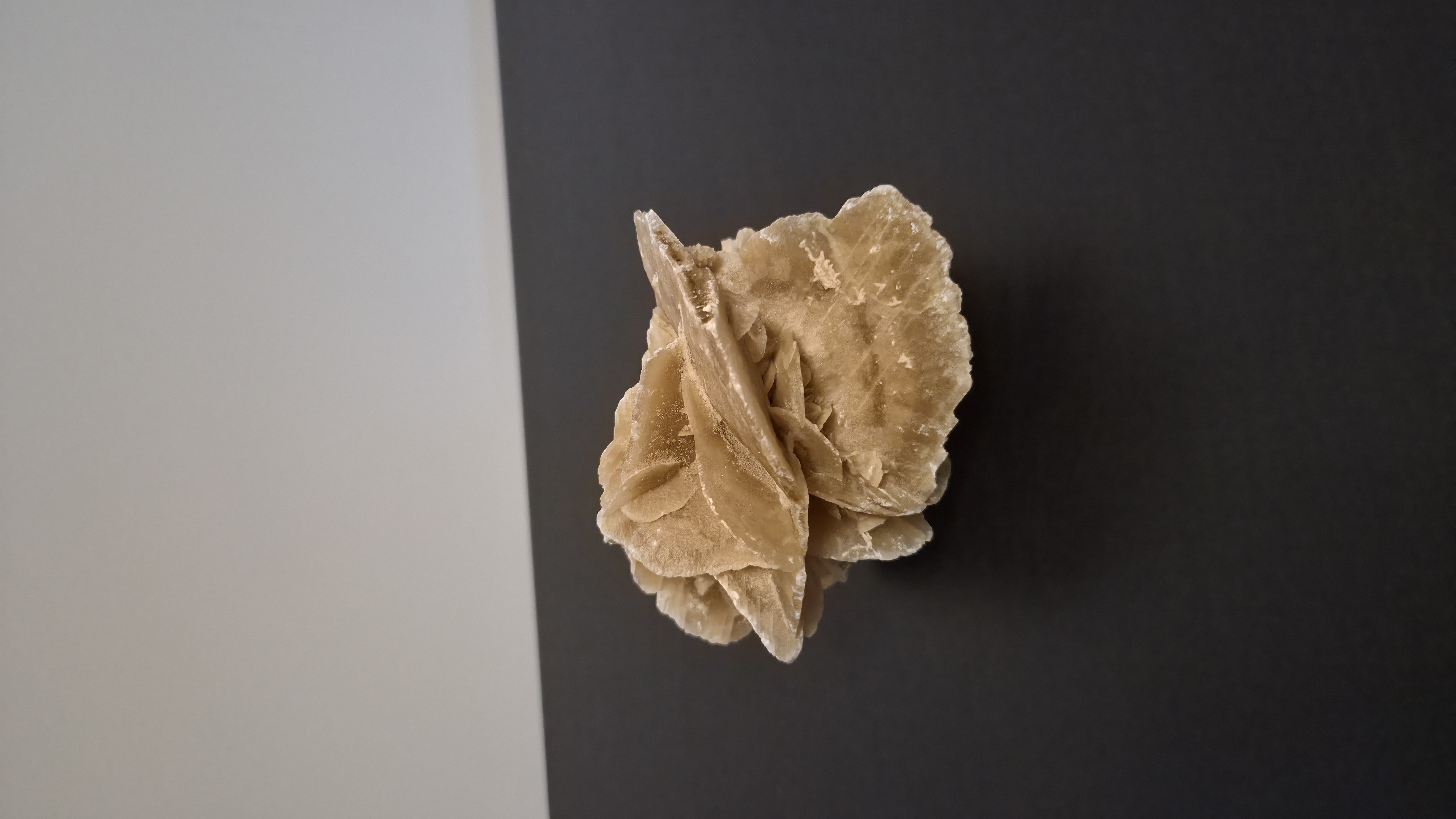 Desert Rose